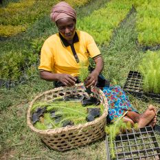 A farmer in Tanzania tends to her tree seedlings