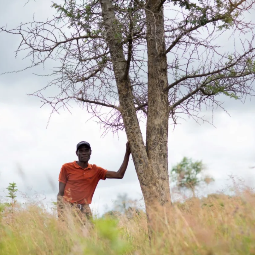 Friday Ndashe stands proudly next to a tree in his field