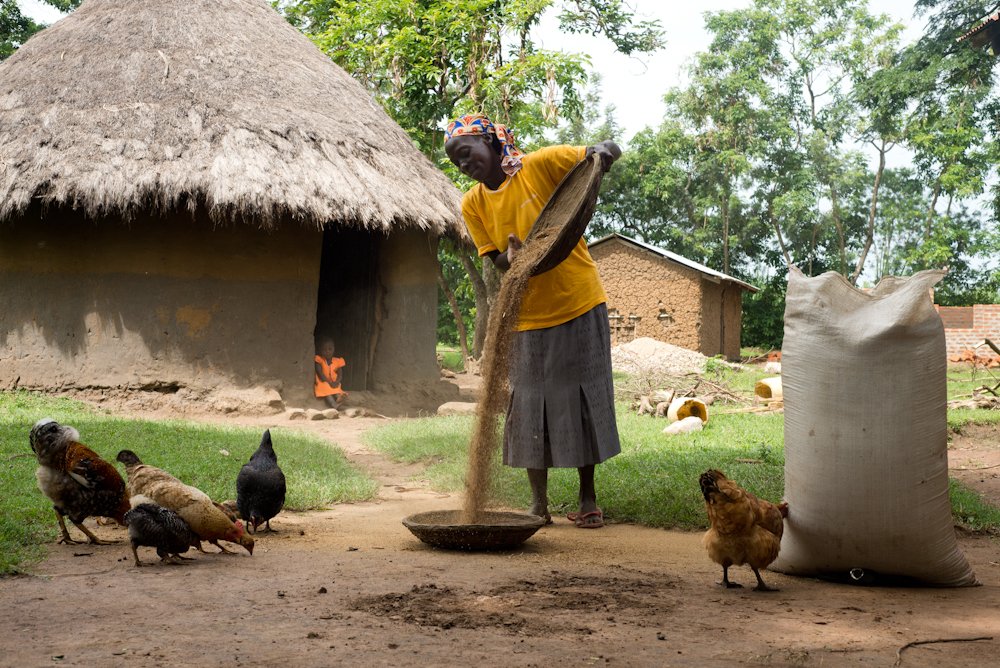 The Benefits of Growing Millet and Other Drought Resistant Crops