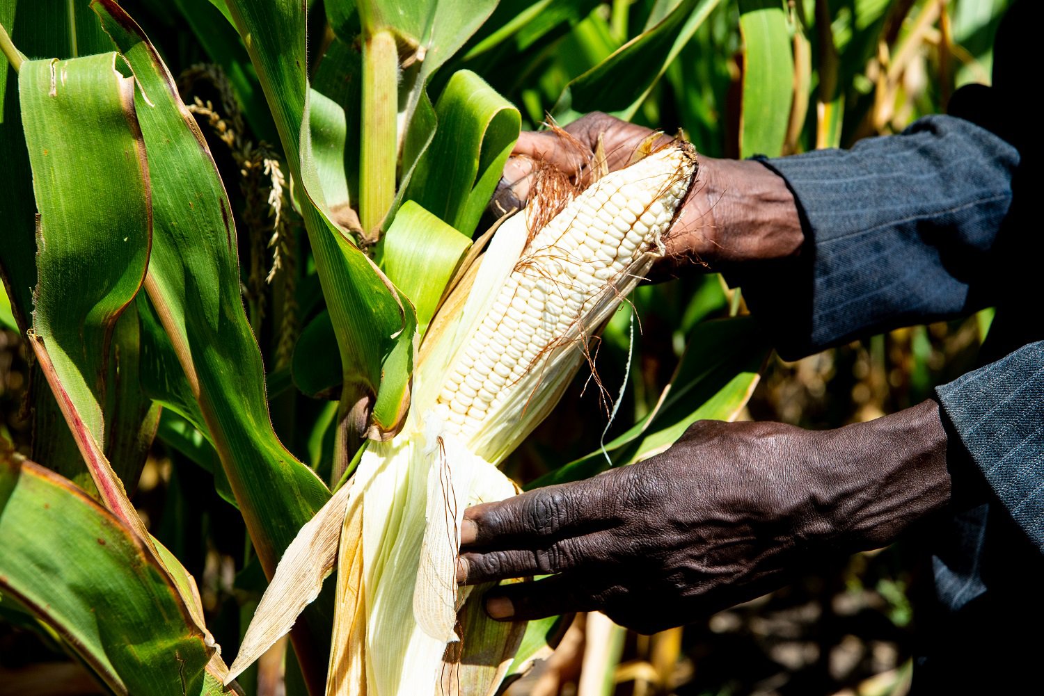 How Much Maize Can One Acre Produce