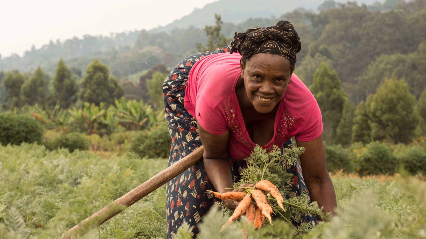 A Rwandan farmer harvests her carrot crop