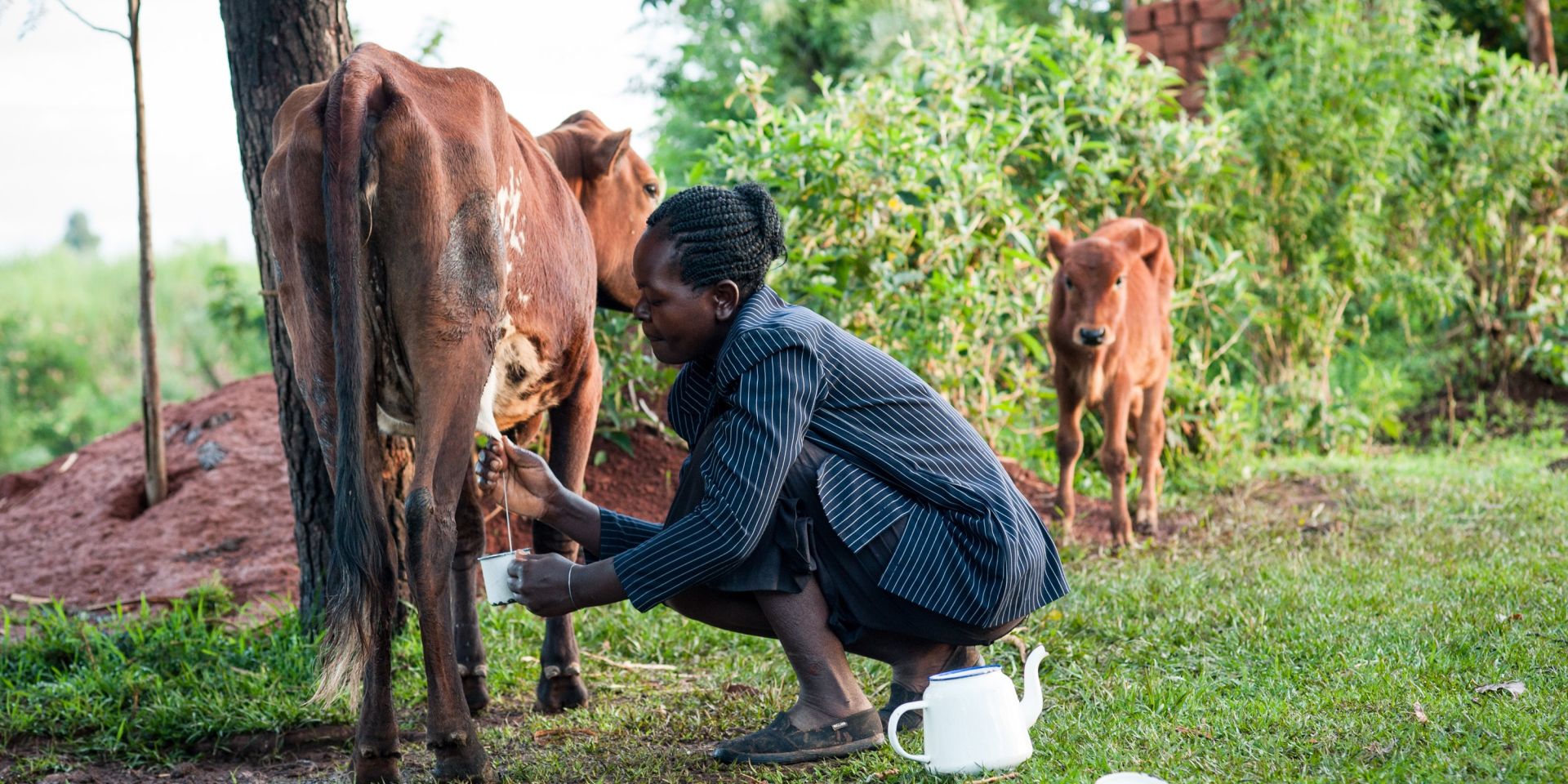 Consolata with her dairy cow in Kenya