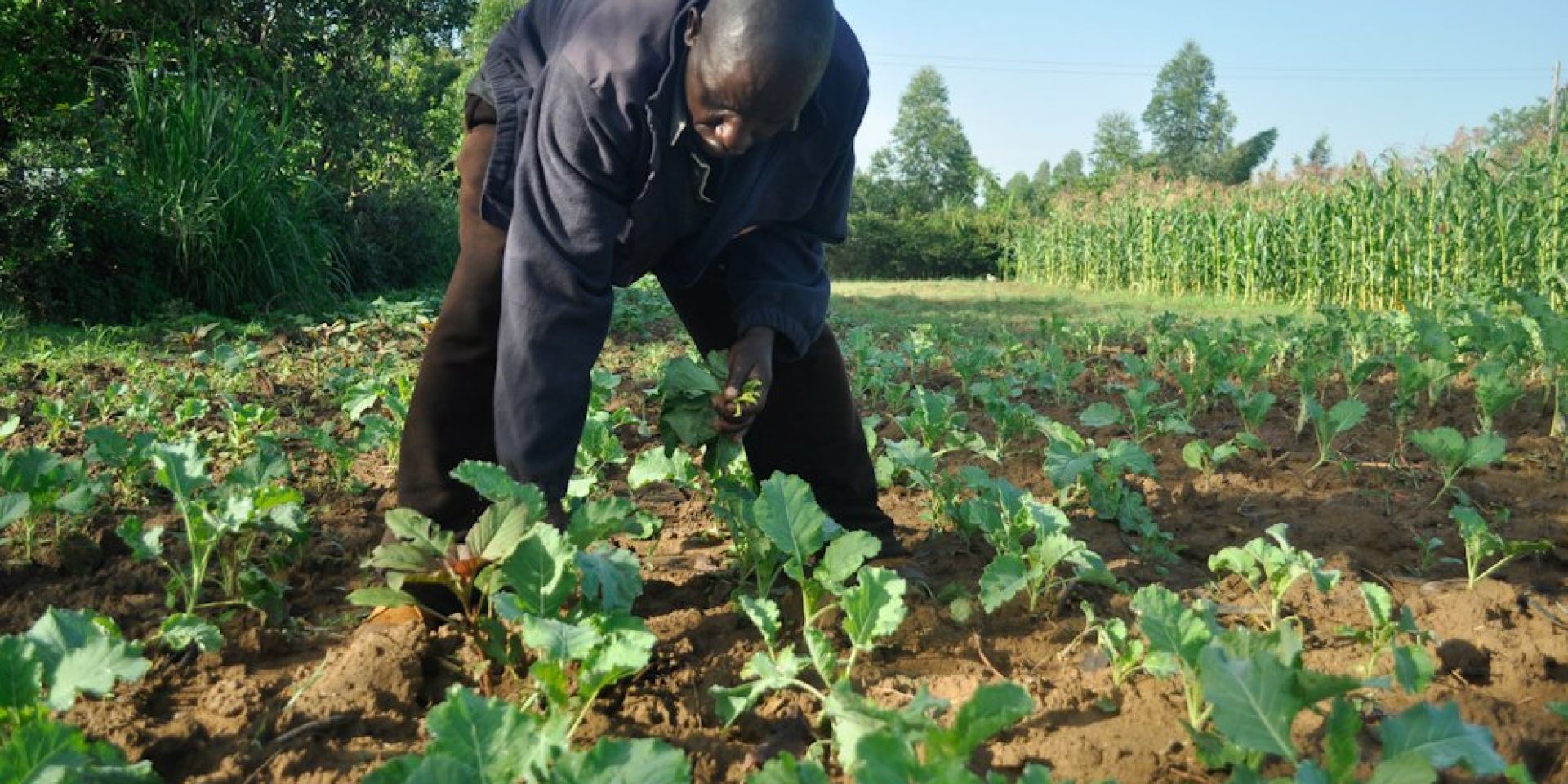 Farmer inspecting his Sukuma field