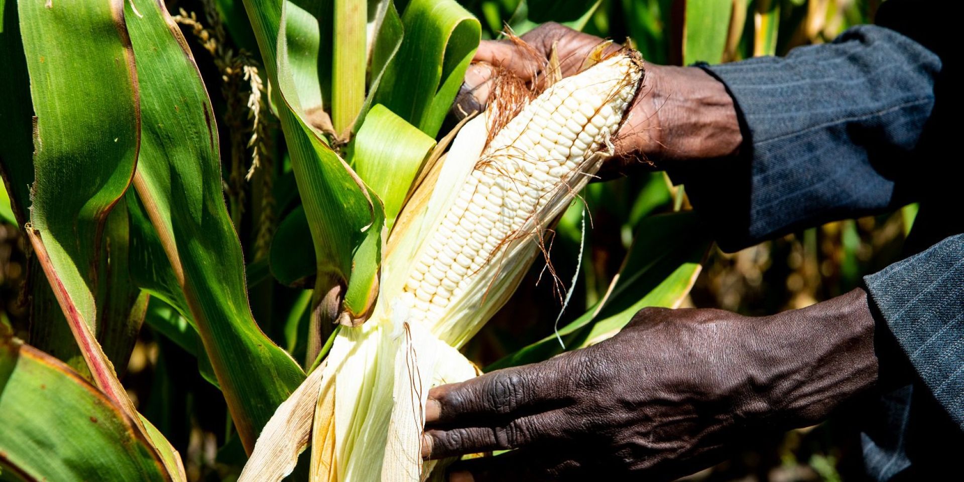 Farmer Holding Maize