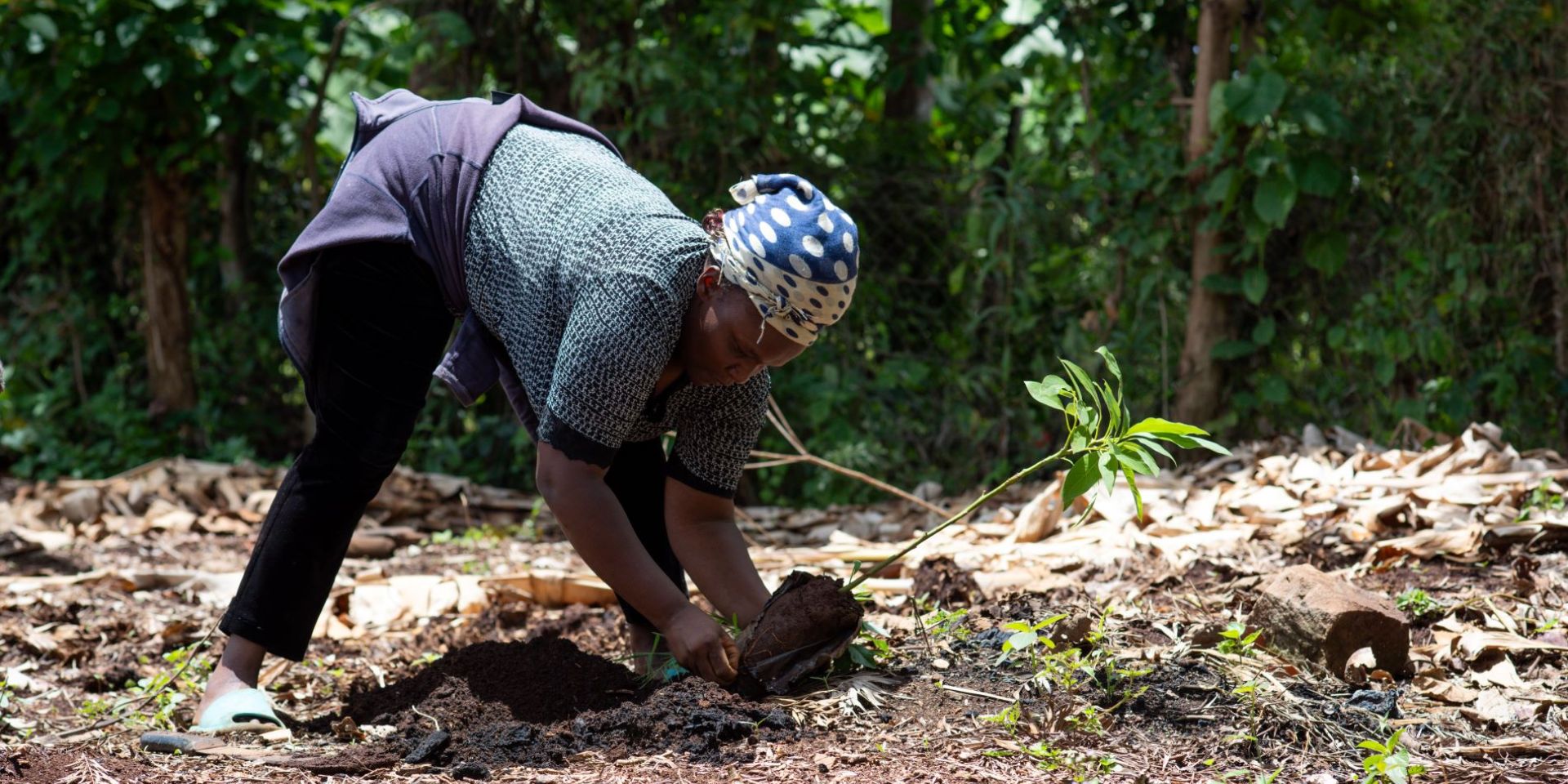 A woman smallholder farmer plants an avocado seedling in her field.