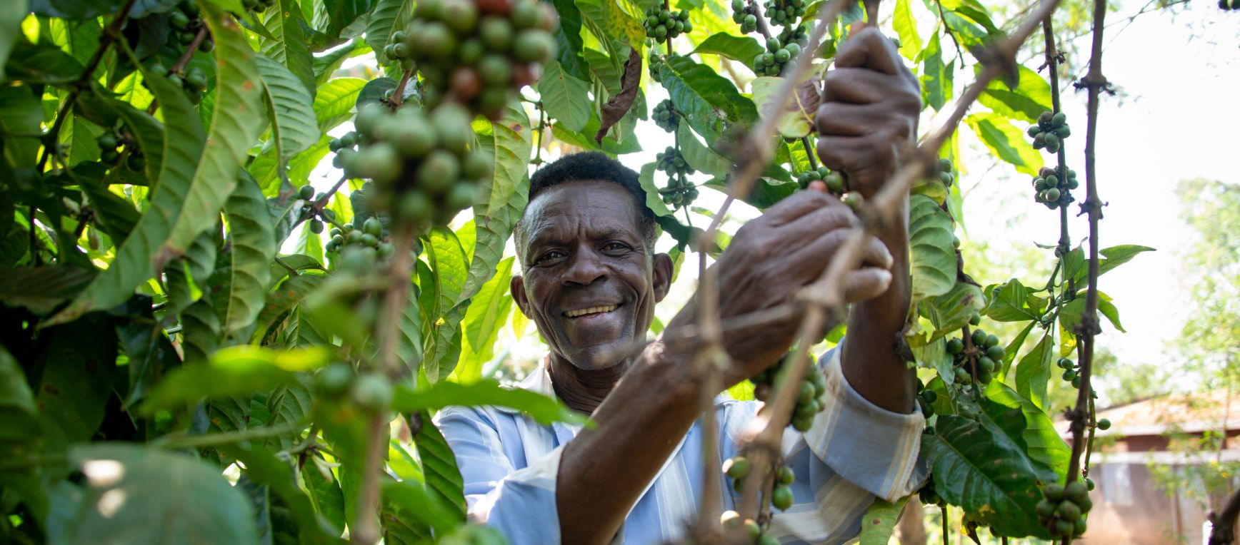 Ali Sserwadda Coffee Farmer