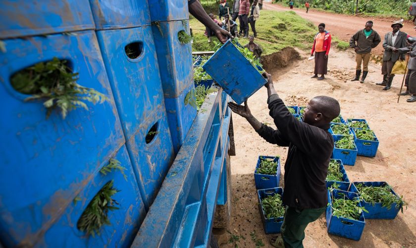 People unloading crates of young trees