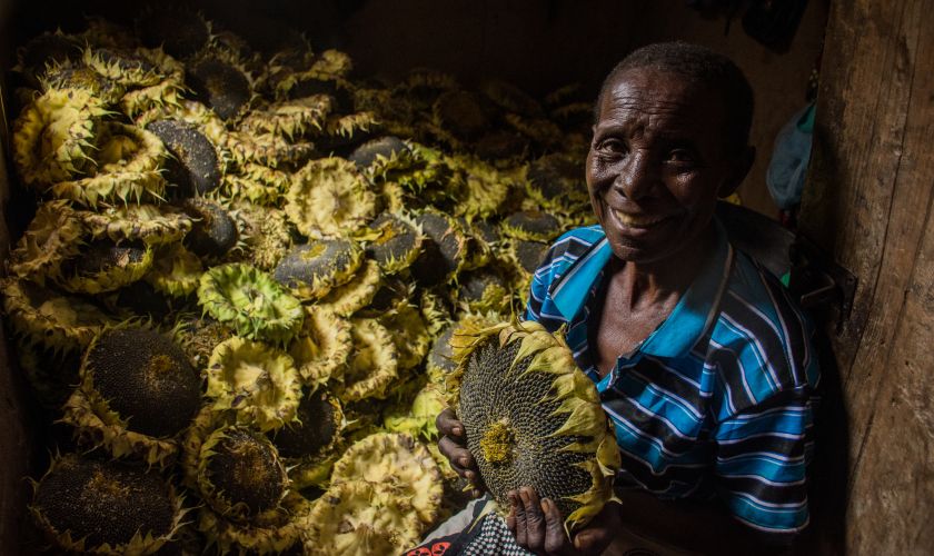 A woman holds a harvested sunflower head whilst sitting in front of her sunflower harvest. behind her. 