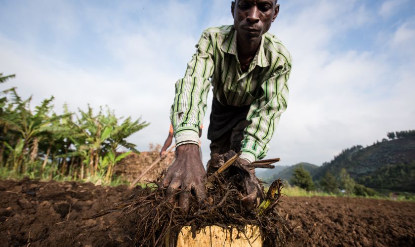 A Malawian farmer puts compost on his land (high res)