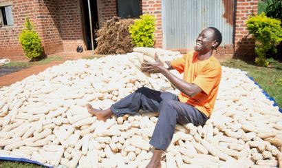 Farmer and heap of maize cobs