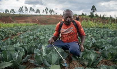 A smallholder farmer squats in his field and applies fertilizer to his cabbages. 