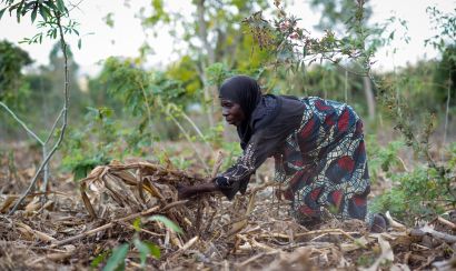 A farmer in Malawi applying maize stalk compost to her field