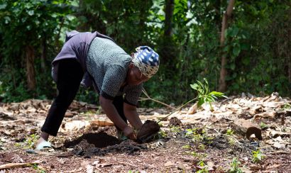 A woman smallholder farmer plants an avocado seedling in her field.