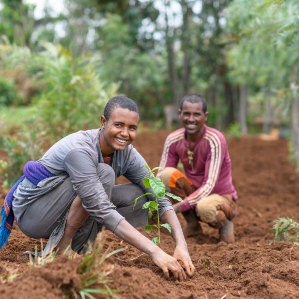 Two farmers planting trees