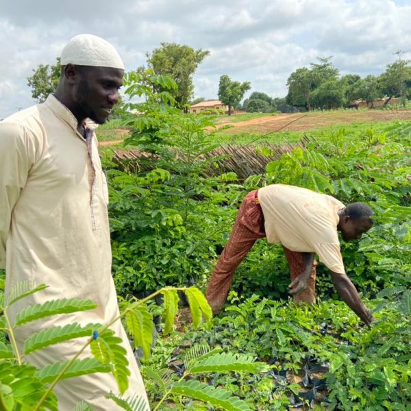 Farmers planting tree seedlings in Nigeria