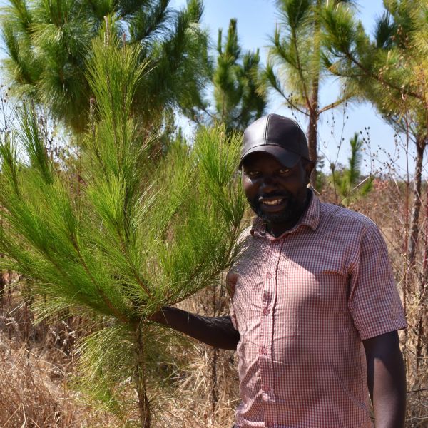 A farmer stands proudly with a tree sapling he's growing in Zambia