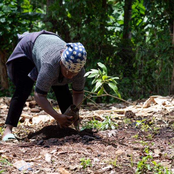 A smallholder farmer plants the 250 millionth tree