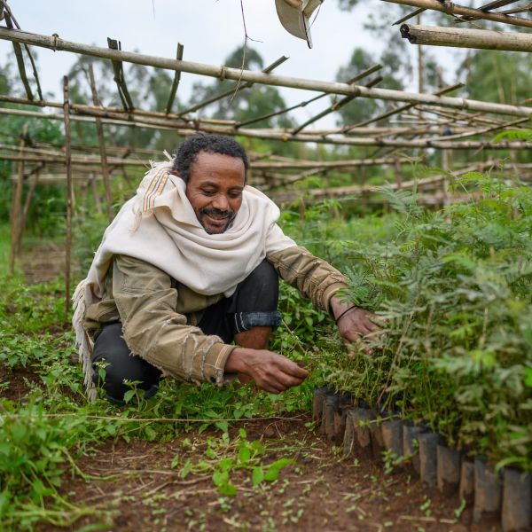 A tree nursery manager in Ethiopia sits among his tree seedlings