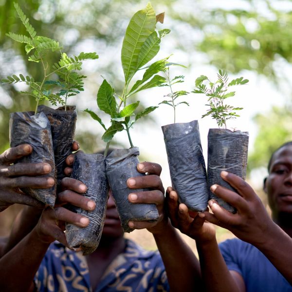 Nursery Manager and his children holding up Albizia Lebbeck, Parkia and Cashew seedlings that are ready for transplanting