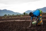 A farmer in Malawi plants seeds in her field