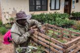 A smiling smallholder farmer in a hat loads the back of his bicycle cart with tree seedlings