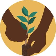 Illustration showing hands planting a seedling