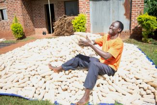 Farmer and heap of maize cobs