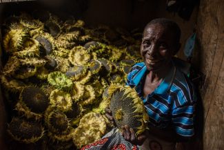 A woman holds a harvested sunflower head whilst sitting in front of her sunflower harvest. behind her. 