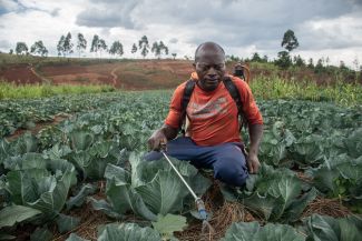 A smallholder farmer squats in his field and applies fertilizer to his cabbages. 