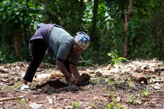 A woman smallholder farmer plants an avocado seedling in her field.