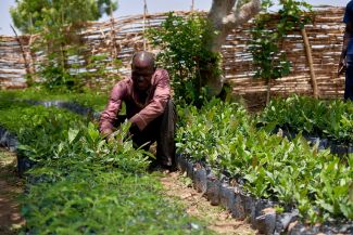 The Nursery manager removing weed from some cashew seedlings