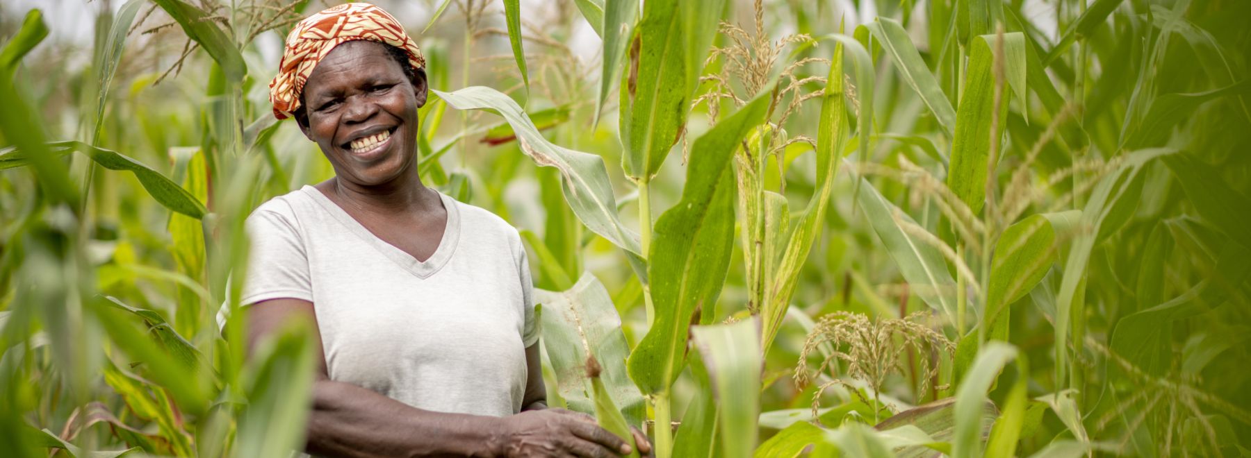 Woman farmer and her maize crops