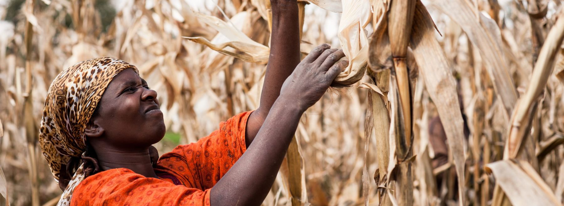 A farmer in Tanzania harvests her maize