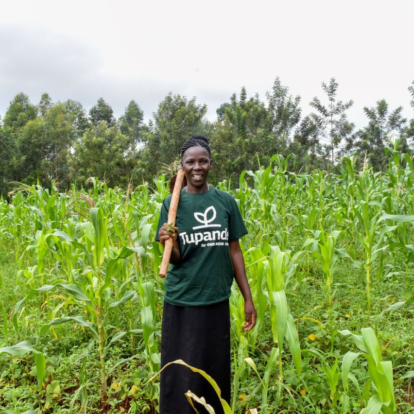 A smallholder farmer proudly stands in her field of maize.