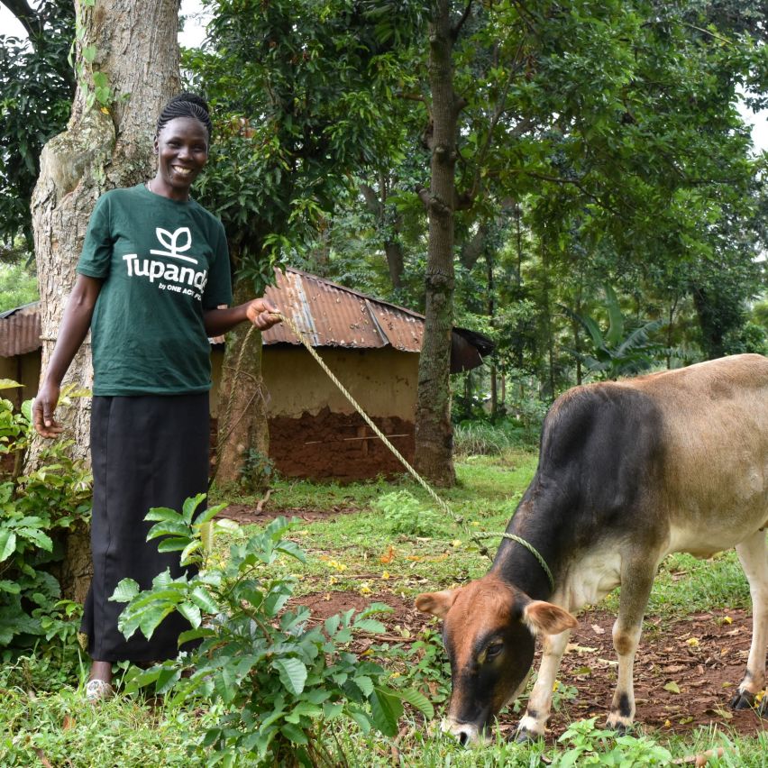 Hilder stands next to her cow named One Acre Fund
