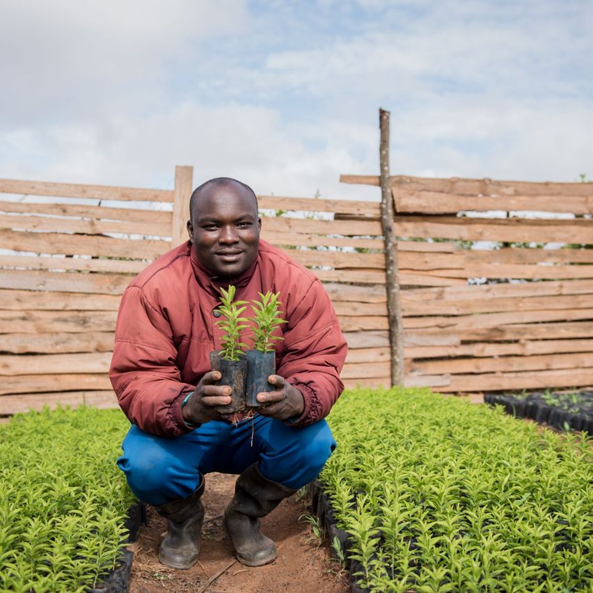 A tree nursery manager squatting between rows of tree seedlings