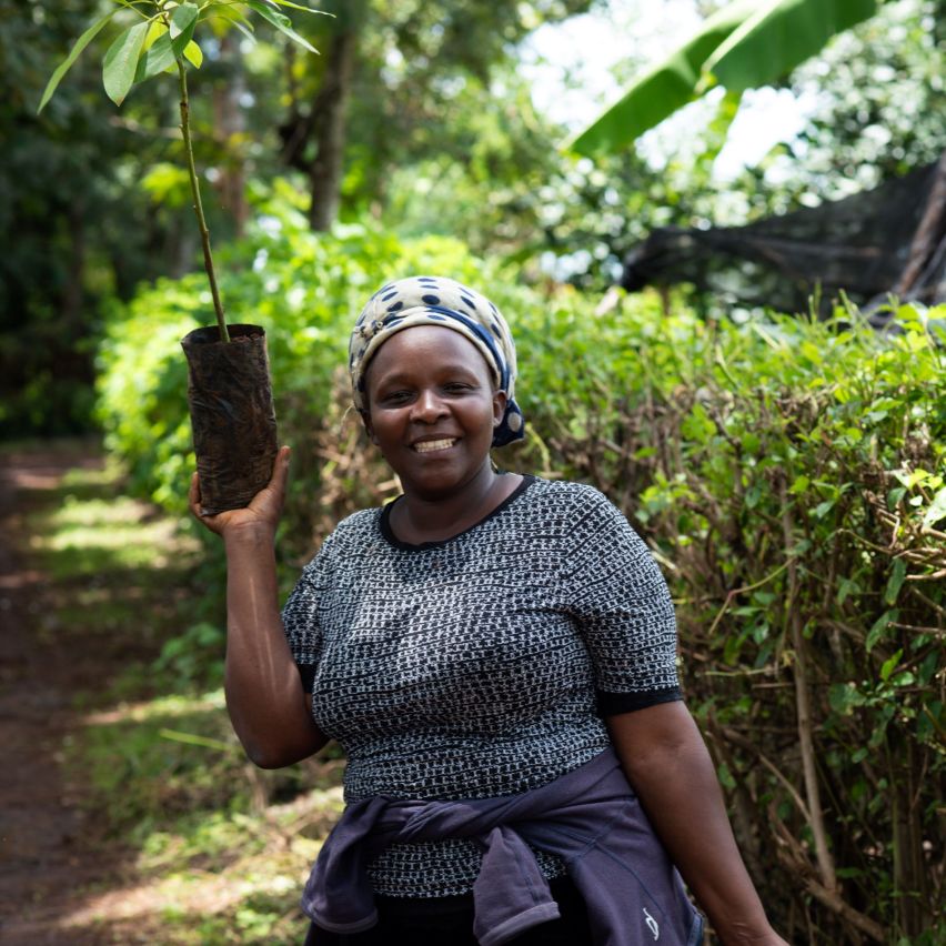 A woman smallholder farmer poses holding an avocado seedling high up in one hand