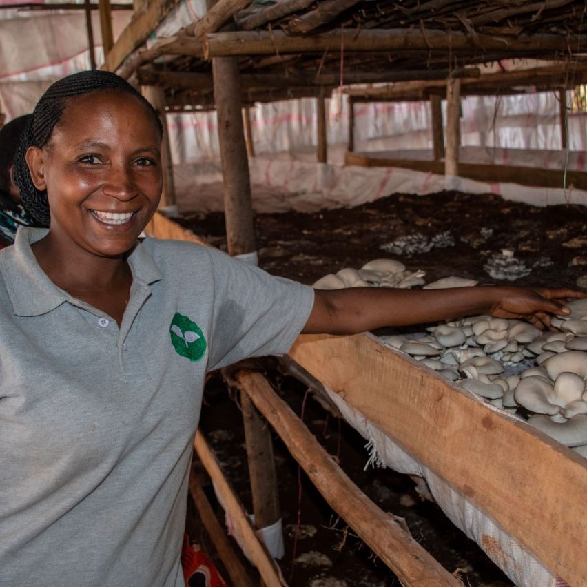 A smiling smallholder farmer shows the growth of her giant mushrooms.