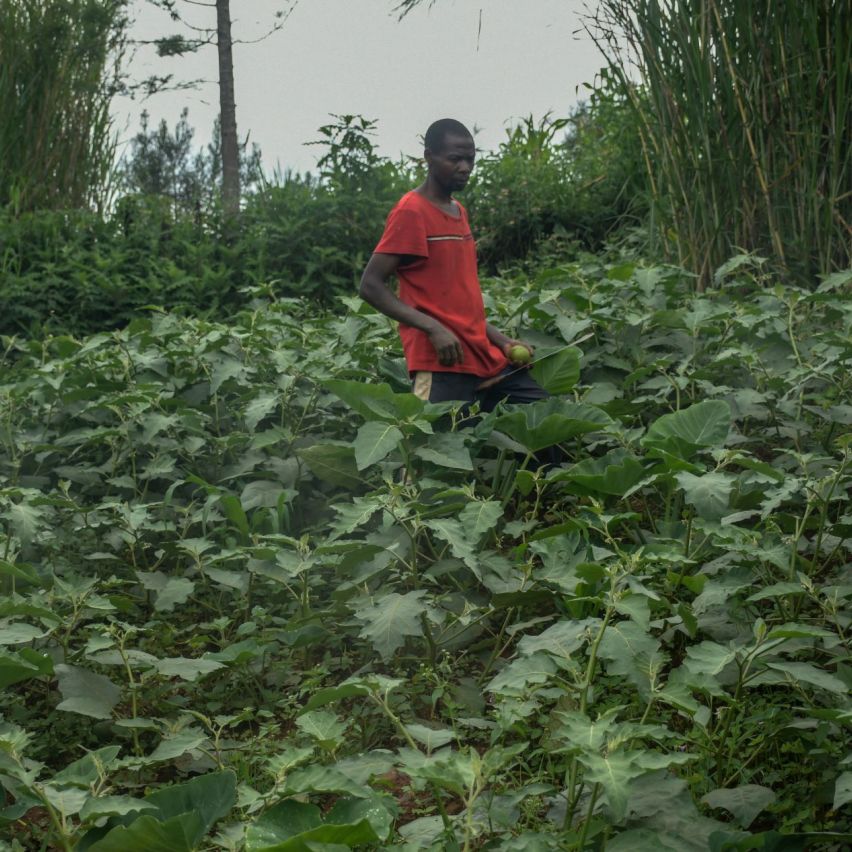 A smalholder farmer in the field tending to the vegetables he is growing