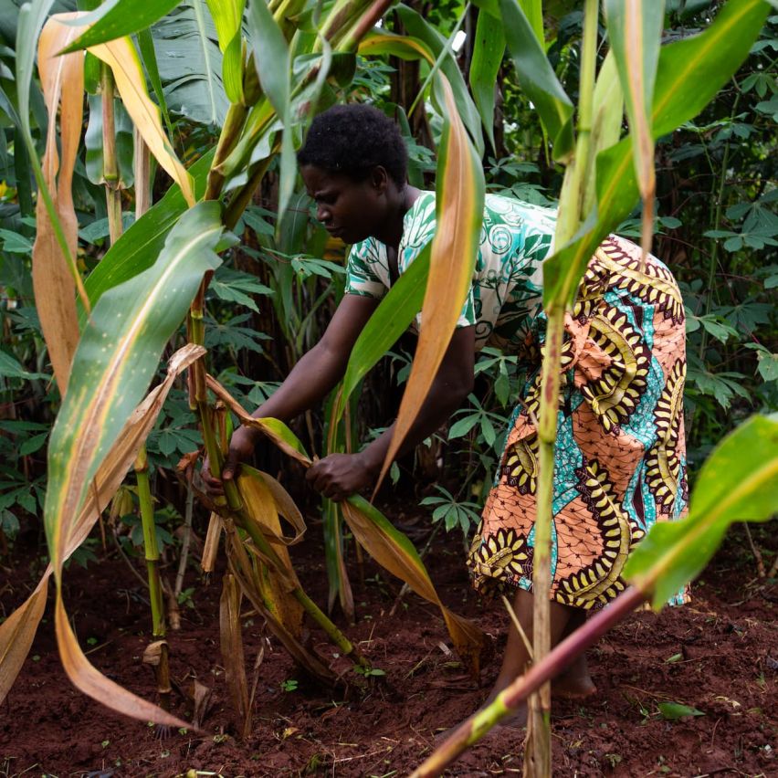 Asterie Ntahonvukiye, a farmer in Burundi, tending to her maize field