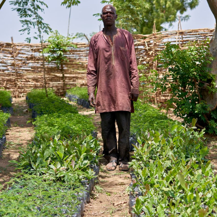 The Nursery Manager standing over some cashew and Parkia seedlings