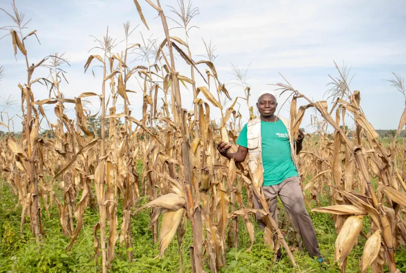A farmer standing in their field of maize.