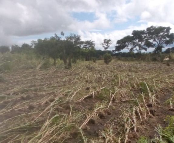 Crops damaged by Cyclone Freddy in Malawi