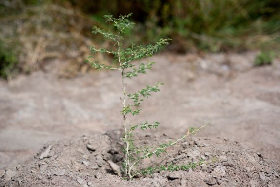 A musangu seedling planted in the soil