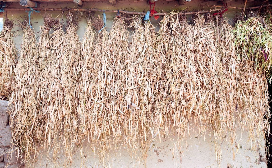 Beans drying on side of house