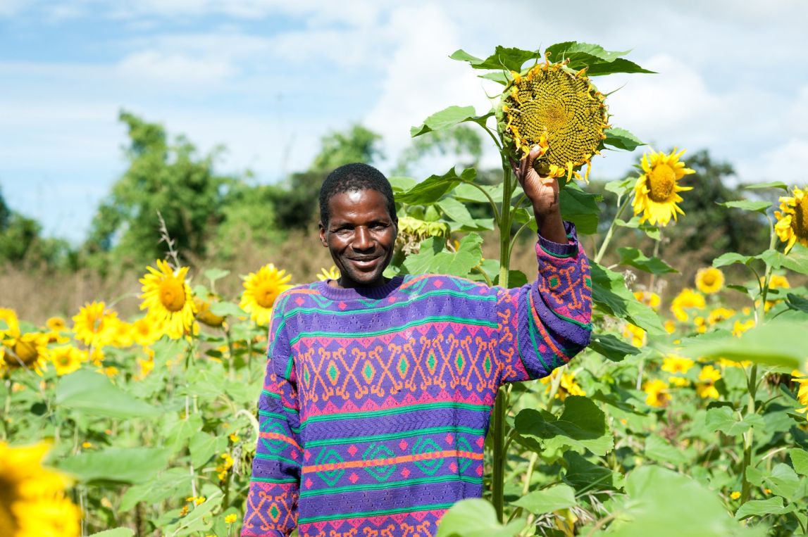 Farmer Charles Kimbe and sunflowers