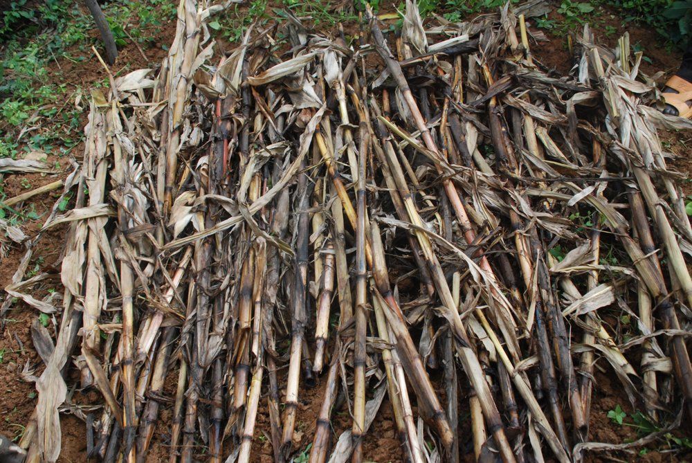 Maize stalks from harvesting can make a good base for compost.