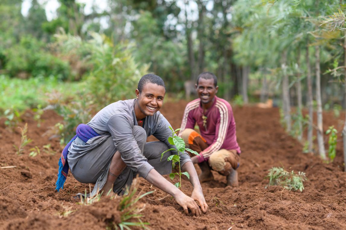 Two farmers planting trees