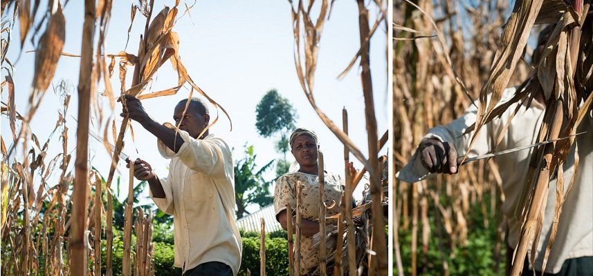 Farmers cutting maize stalks