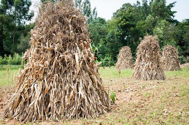 Maize stalks stacked together in tee-pee like structures